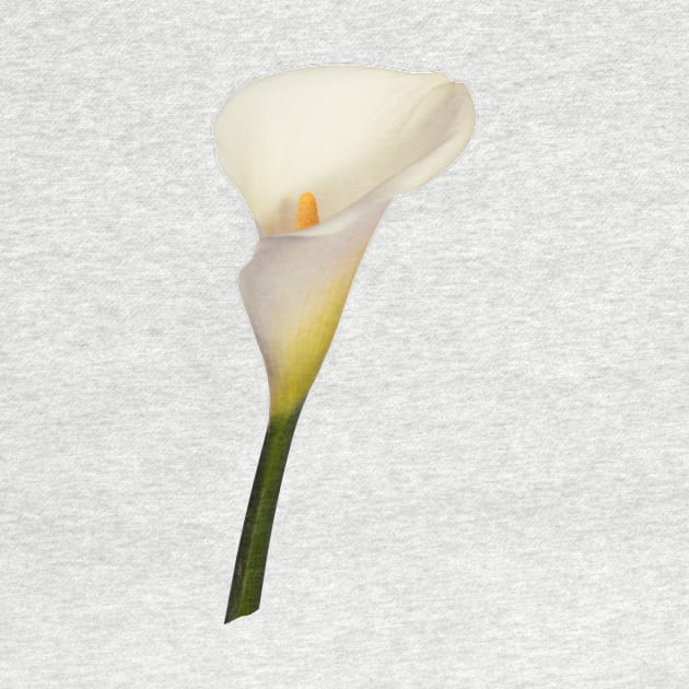 Cream-white Arum Lily by scotch